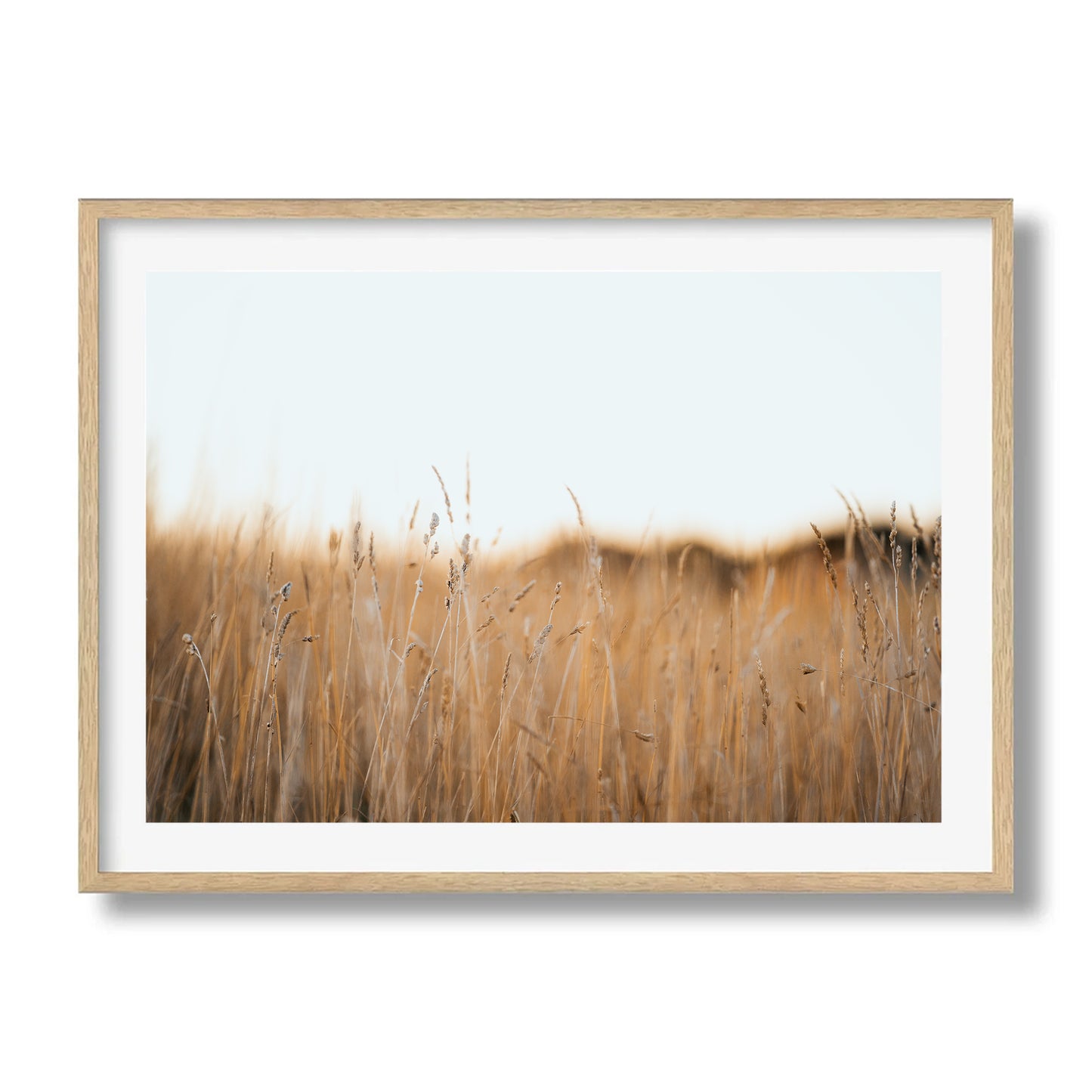 Flinders Wheat Field