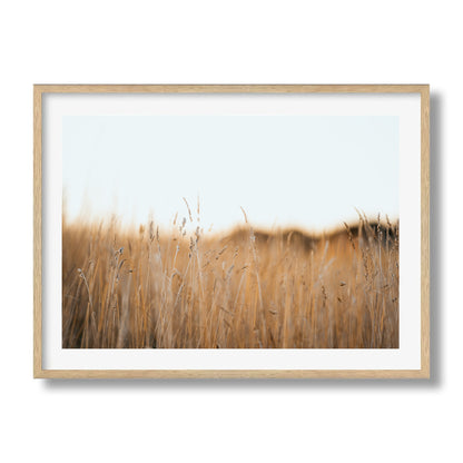 Flinders Wheat Field