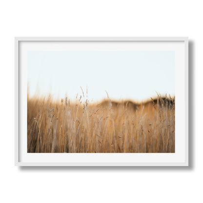 Flinders Wheat Field