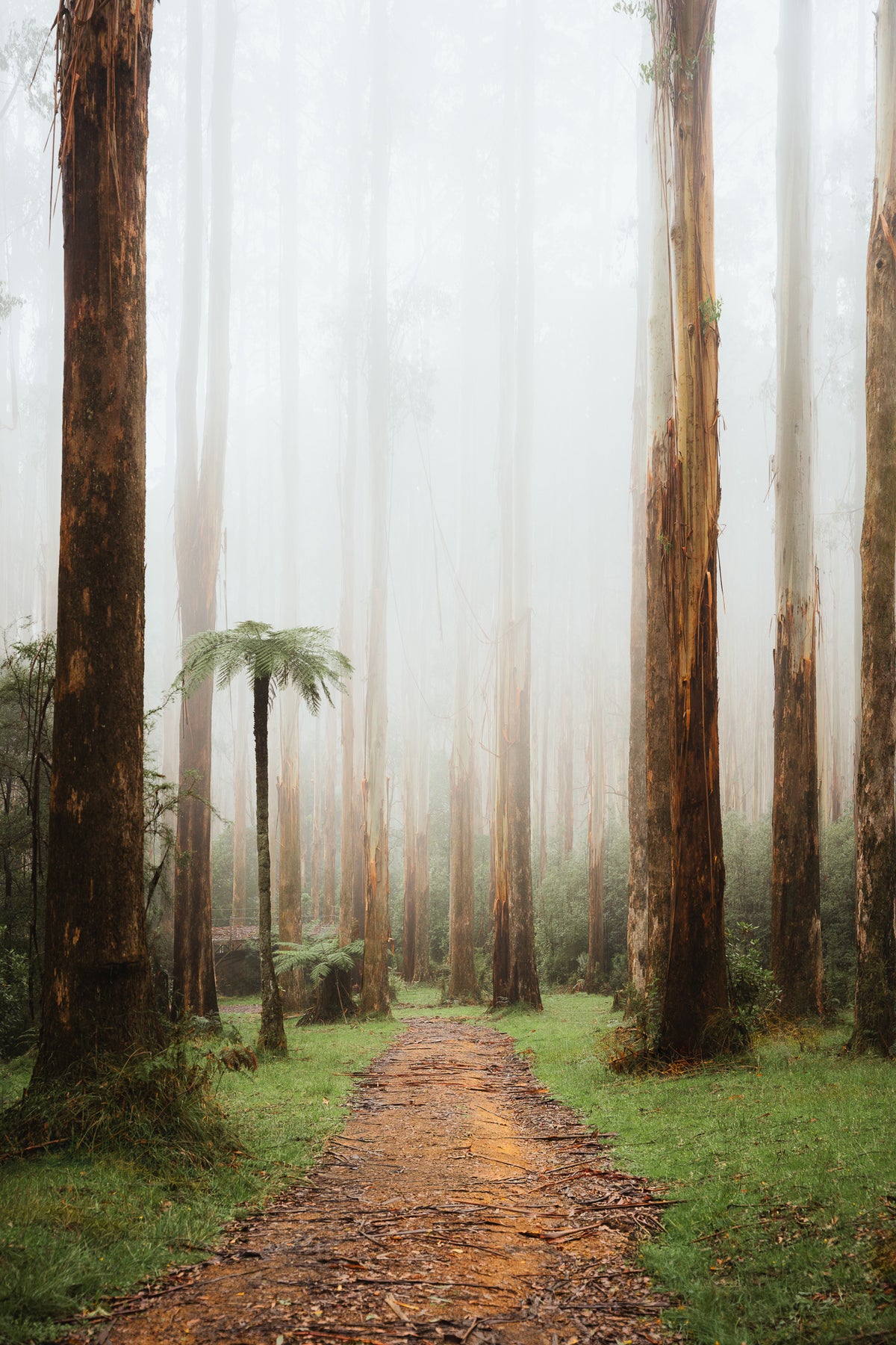 Yarra Ranges travel photograph